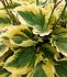 HOSTA FUNKIA HYBRID PAISLEY BORDER I 25 P.BAG