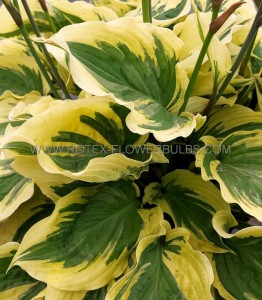 HOSTA (FUNKIA) HYBRID ‘PAISLEY BORDER‘ I (25 P.BAG)