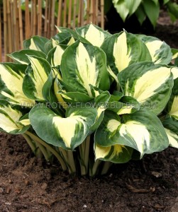 HOSTA (FUNKIA) HYBRID ‘PATHFINDER‘ I (25 P.BAG)