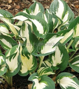 HOSTA (FUNKIA) HYBRID ‘PAUL REVERE‘ I (25 P.BAG)