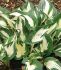 HOSTA FUNKIA HYBRID PAUL REVERE I 25 P.BAG