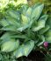 HOSTA FUNKIA HYBRID PAULS GLORY I 25 P.BAG