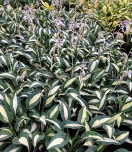 HOSTA (FUNKIA) HYBRID ‘PIN-UP‘ I (25 P.BAG)