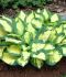 HOSTA FUNKIA HYBRID POPCORN I 25 P.BAG