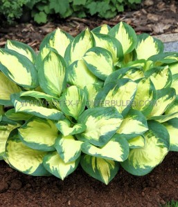 HOSTA (FUNKIA) HYBRID ‘POPCORN‘ I (25 P.BAG)