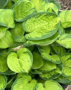 HOSTA (FUNKIA) HYBRID ‘RAINFOREST SUNRISE‘ I (25 P.BAG)