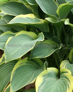 HOSTA (FUNKIA) HYBRID ‘REGAL SPLENDOR‘ I (25 P.BAG)