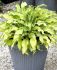 HOSTA FUNKIA HYBRID RIPPLE EFFECT I 25 P.BAG