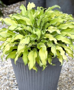 HOSTA (FUNKIA) HYBRID ‘RIPPLE EFFECT‘ I (25 P.BAG)