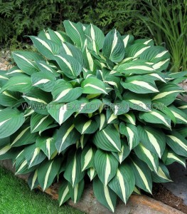 HOSTA (FUNKIA) HYBRID ‘RISKY BUSINESS‘ I (25 P.BAG)