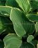 HOSTA FUNKIA HYBRID SAGAE I 25 P.BAG