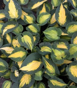 HOSTA (FUNKIA) HYBRID ‘SMASH HIT‘ I (25 P.BAG)