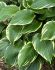 HOSTA FUNKIA HYBRID SORBET I 25 P.BAG