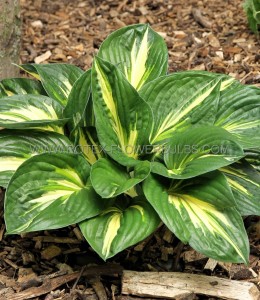 HOSTA (FUNKIA) HYBRID ‘STING‘ I (25 P.BAG)