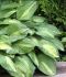 HOSTA FUNKIA HYBRID STRIPTEASE I 25 P.BAG