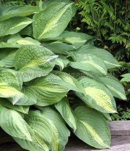 HOSTA (FUNKIA) HYBRID ‘STRIPTEASE‘ I (25 P.BAG)