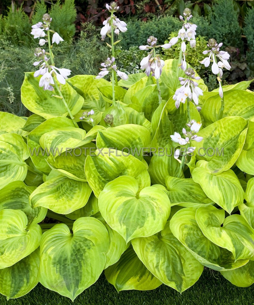 HOSTA (FUNKIA) HYBRID ‘SUMMER BREEZE‘ I (25 P.BAG)