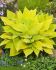 HOSTA FUNKIA HYBRID SUNNY HALCYON I 25 P.BAG