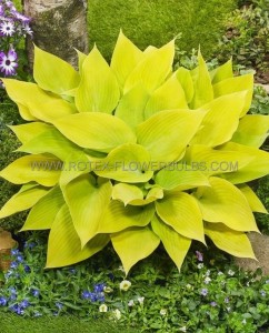 HOSTA (FUNKIA) HYBRID ‘SUNNY HALCYON‘ I (25 P.BAG)