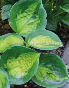 HOSTA (FUNKIA) HYBRID ‘SUNSET GROOVES‘ I (25 P.BAG)