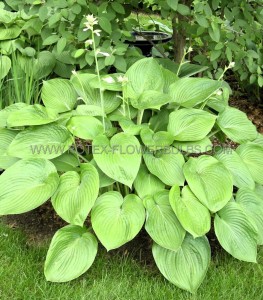 HOSTA (FUNKIA) HYBRID ‘T REX‘ I (25 P.BAG)