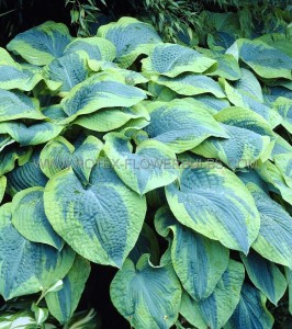 HOSTA (FUNKIA) HYBRID ‘TOKUDAMA FLAVOCIRCINALIS‘ I (25 P.BAG)