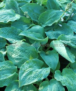 HOSTA (FUNKIA) HYBRID ‘TRUE BLUE‘ I (25 P.BAG)