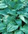 HOSTA FUNKIA HYBRID TRUE BLUE I 25 P.BAG