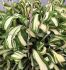 HOSTA FUNKIA HYBRID TWISTED SPEARMINT I 25 P.BAG