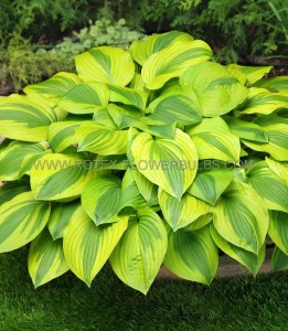 HOSTA (FUNKIA) HYBRID ‘VELVET MOON‘ I (25 P.BAG)