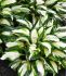 HOSTA FUNKIA HYBRID VULCAN I 25 P.BAG