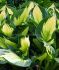 HOSTA FUNKIA HYBRID WHIRLWIND I 25 P.BAG