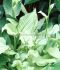 HOSTA FUNKIA HYBRID WHITE FEATHERS I 25 P.BAG