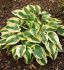 HOSTA FUNKIA HYBRID WIDE BRIM I 25 P.BAG