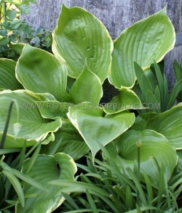 HOSTA (FUNKIA) HYBRID ‘WINTER SNOW‘ I (25 P.BAG)