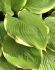 HOSTA FUNKIA HYBRID WINTER SNOW I 25 P.BAG