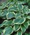 HOSTA FUNKIA HYBRID YELLOW RIVER I 25 P.BAG