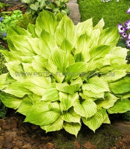 HOSTA (FUNKIA) HYBRID ‘ZEBRA STRIPES‘ I (25 P.BAG)