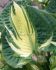 HOSTA FUNKIA SIEBOLDIANA GOLDEN MEADOWS I 25 P.BAG