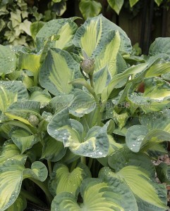 HOSTA (FUNKIA) SIEBOLDIANA ‘GOLDEN MEADOWS‘ I (25 P.BAG)