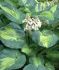 HOSTA FUNKIA SIEBOLDIANA GREAT EXPECTATIONS I 25 P.BAG