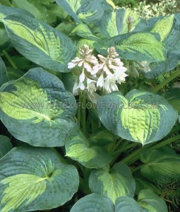 HOSTA (FUNKIA) SIEBOLDIANA ‘GREAT EXPECTATIONS‘ I (25 P.BAG)