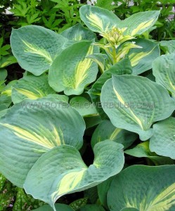 HOSTA (FUNKIA) SIEBOLDIANA ‘THUNDERBOLT‘ I (25 P.BAG)