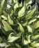 HOSTA FUNKIA HYBRID WHIRLWIND I 25 P.BAG