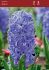 HYACINTHUS ORIENTALIS AQUA 1617 CM. 50 LOOSE P.BINBOX