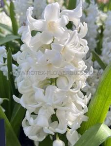 HYACINTHUS ORIENTALIS ‘CARNEGIE‘ 15/16 CM. (300 LOOSE P.PLASTIC CRATE)