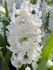 HYACINTHUS ORIENTALIS CARNEGIE 1516 CM. 300 LOOSE P.PLASTIC CRATE