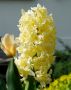 HYACINTHUS ORIENTALIS ‘CITY OF HAARLEM‘ 15/16 CM. (300 LOOSE P.PLASTIC CRATE)