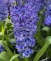 HYACINTHUS ORIENTALIS ‘DELFT BLUE‘ 15/16 CM. (300 LOOSE P.PLASTIC CRATE)