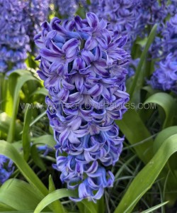 HYACINTHUS ORIENTALIS ‘DELFT BLUE‘ 15/16 CM. (300 LOOSE P.PLASTIC CRATE)